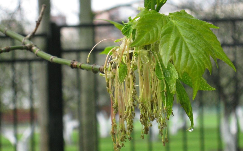 Клен ясенелистный семена