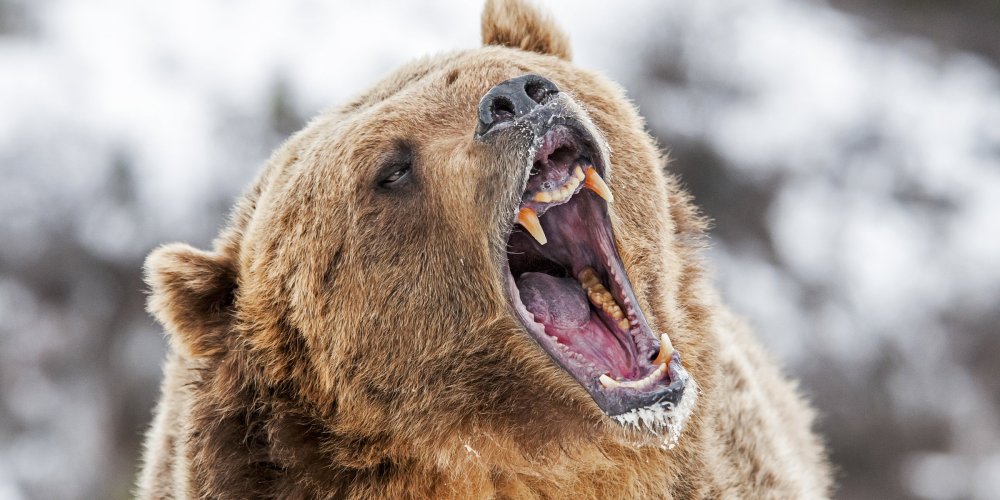 Медведь Гризли нападение