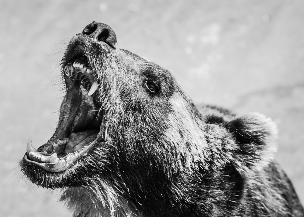 Медведь с открытой пастью