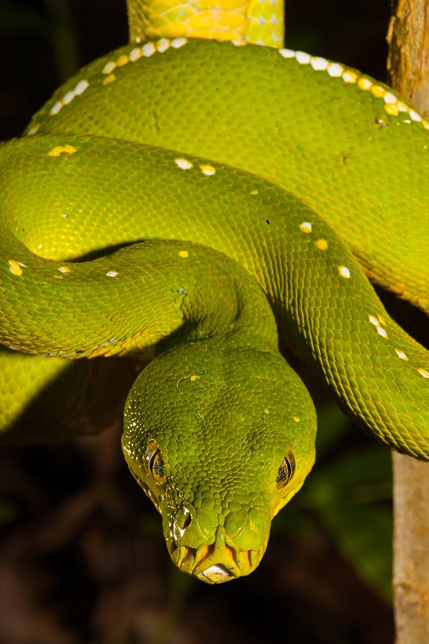 Морелия виридис