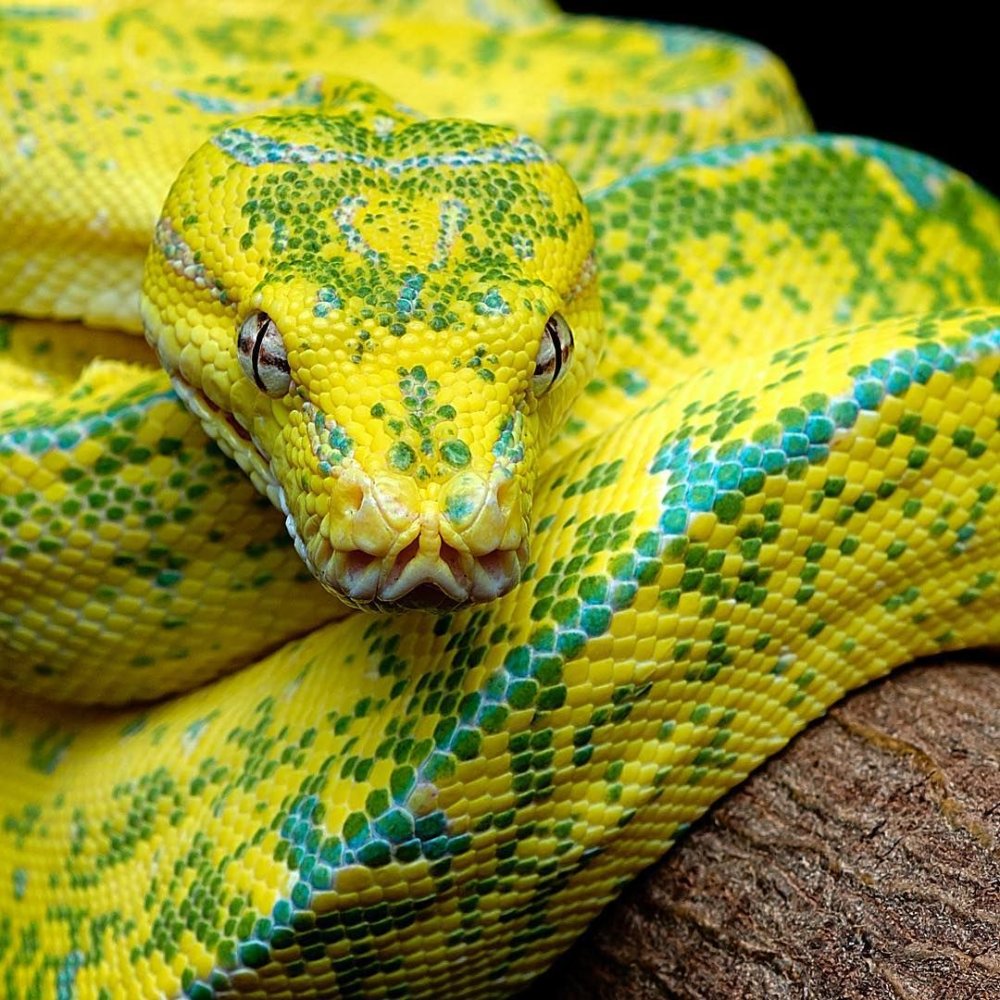 Тигровый питон желтый