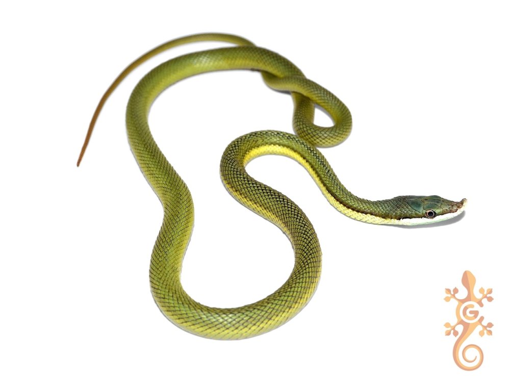 Змея желто зеленая гадюка