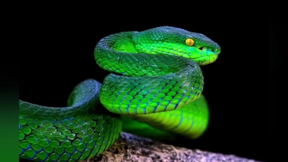 Змеи зеленые две