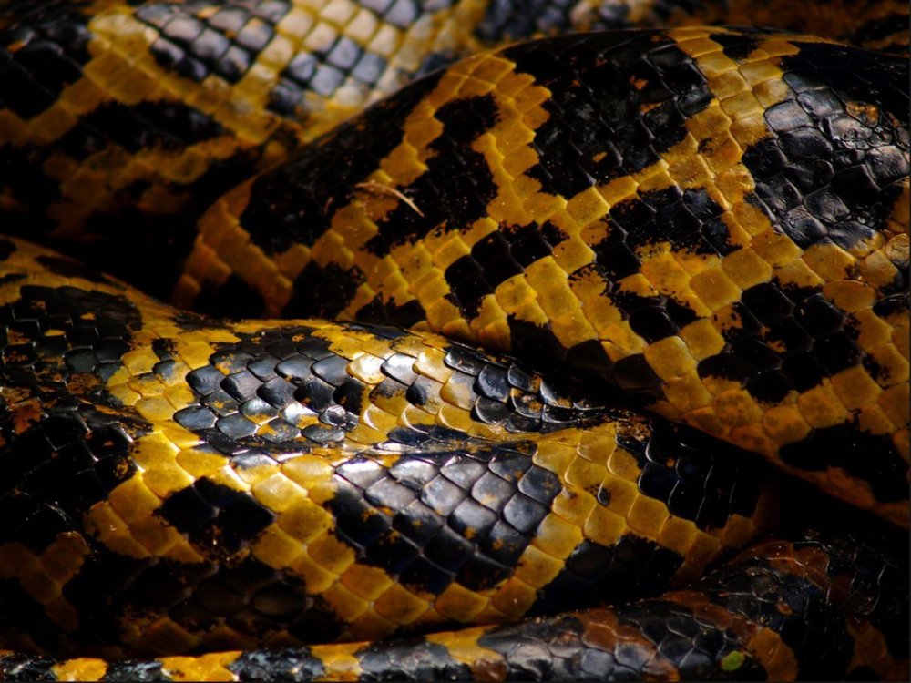 Змеиная чешуя Анаконда