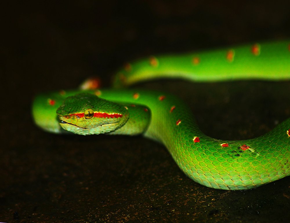 Змея зелёная желтая мамба