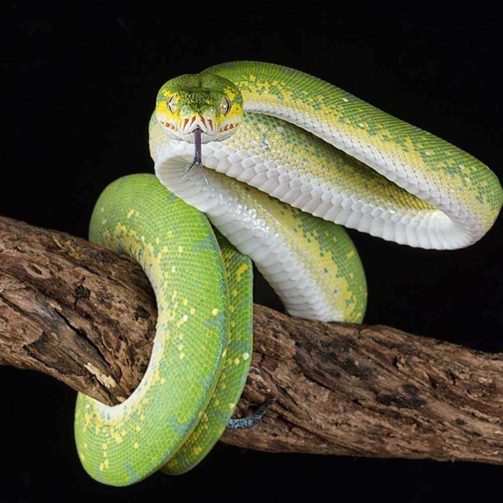 Бело зеленая змея