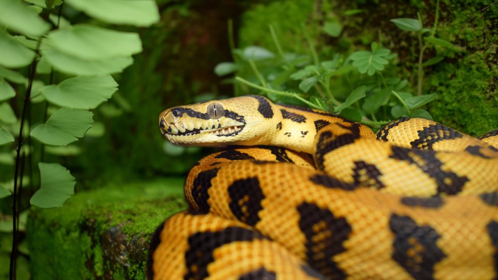 Желтый пятнистый питон