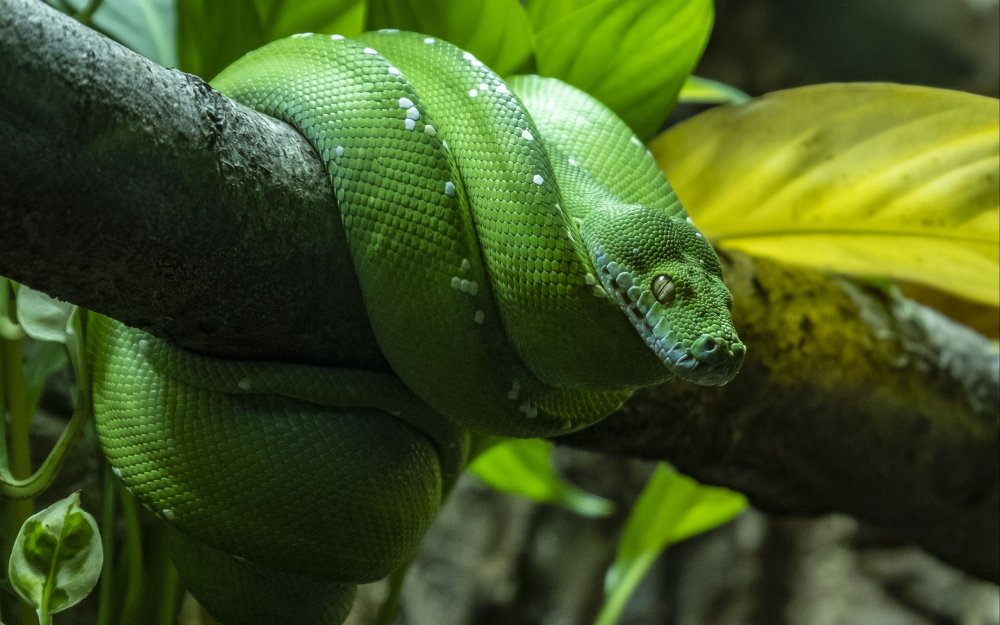 Цейлонская бойга