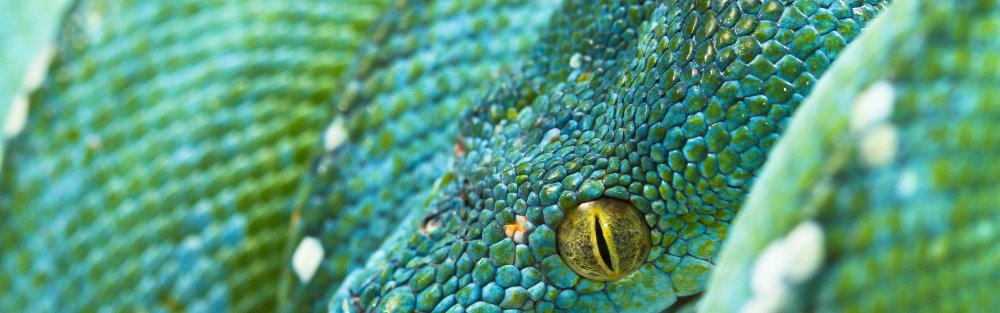 Королевский полоз черно желтый