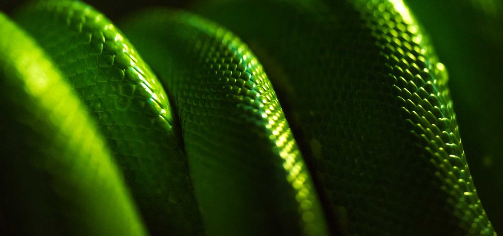 Черная змея