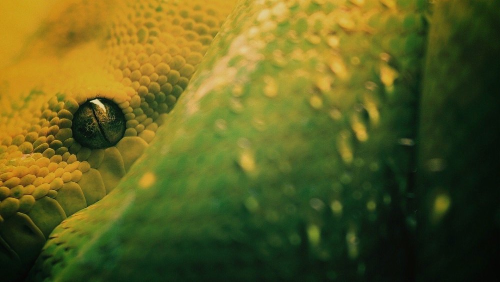 Черная змея обои