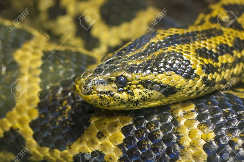 Змея с желтыми пятнами