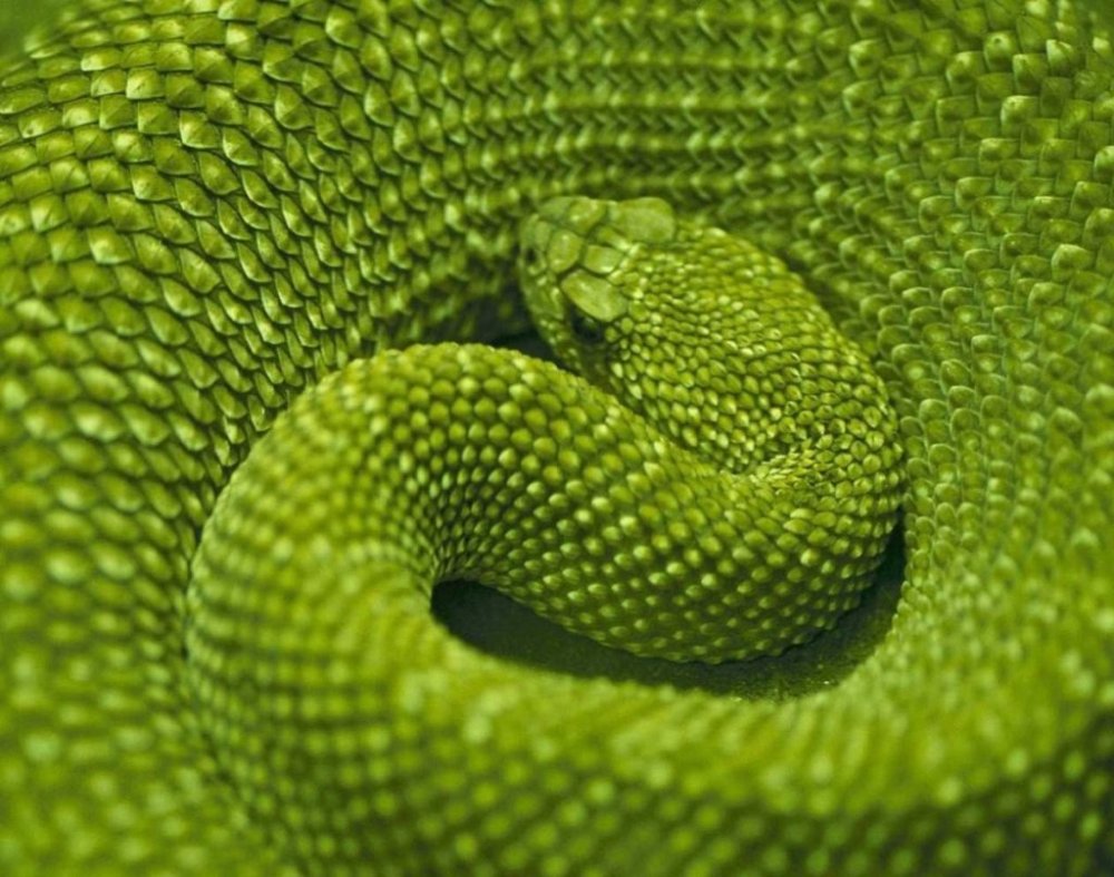 Змея свернулась