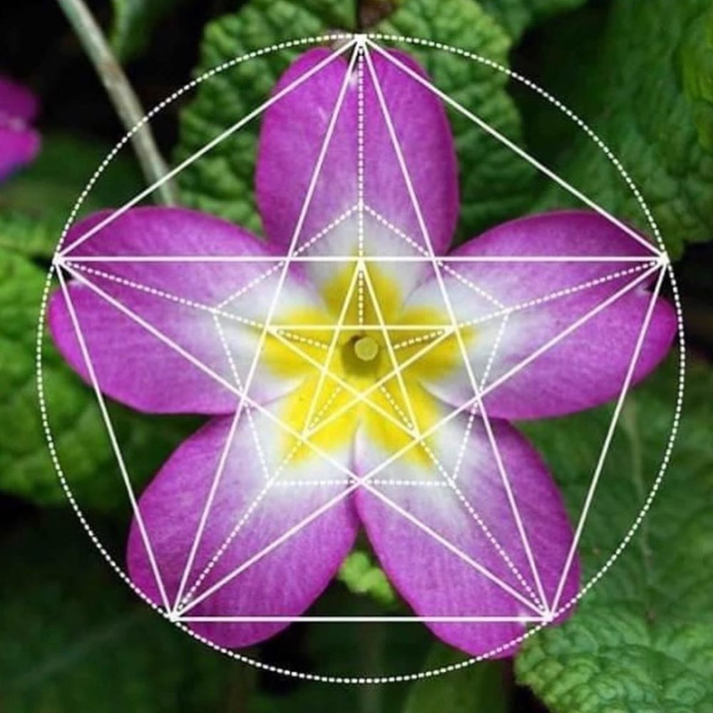 Цветок жизни в природе