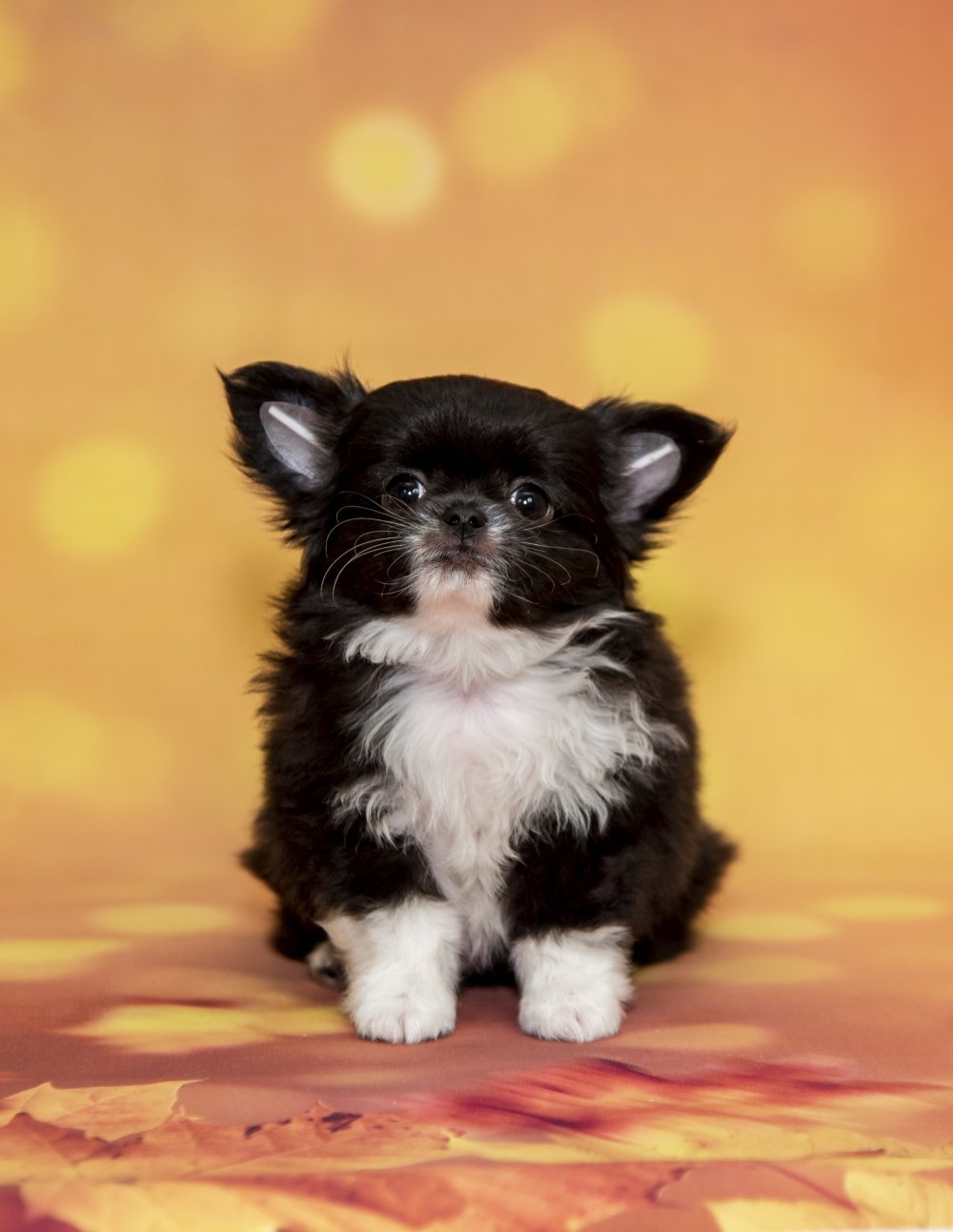 Чихуахуа кобби длинношерстный