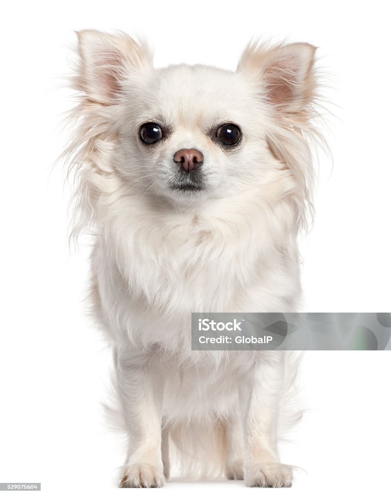 Чихуахуа кобби длинношерстный Ореховый