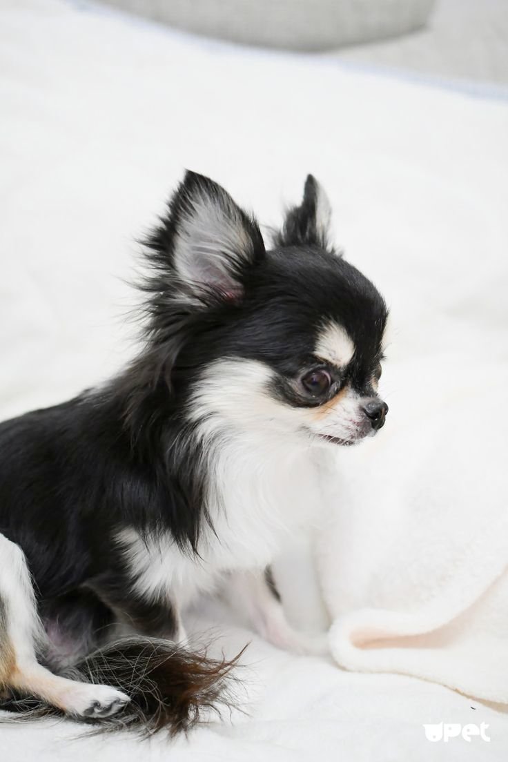 Чихуахуа Триколор длинношерстные