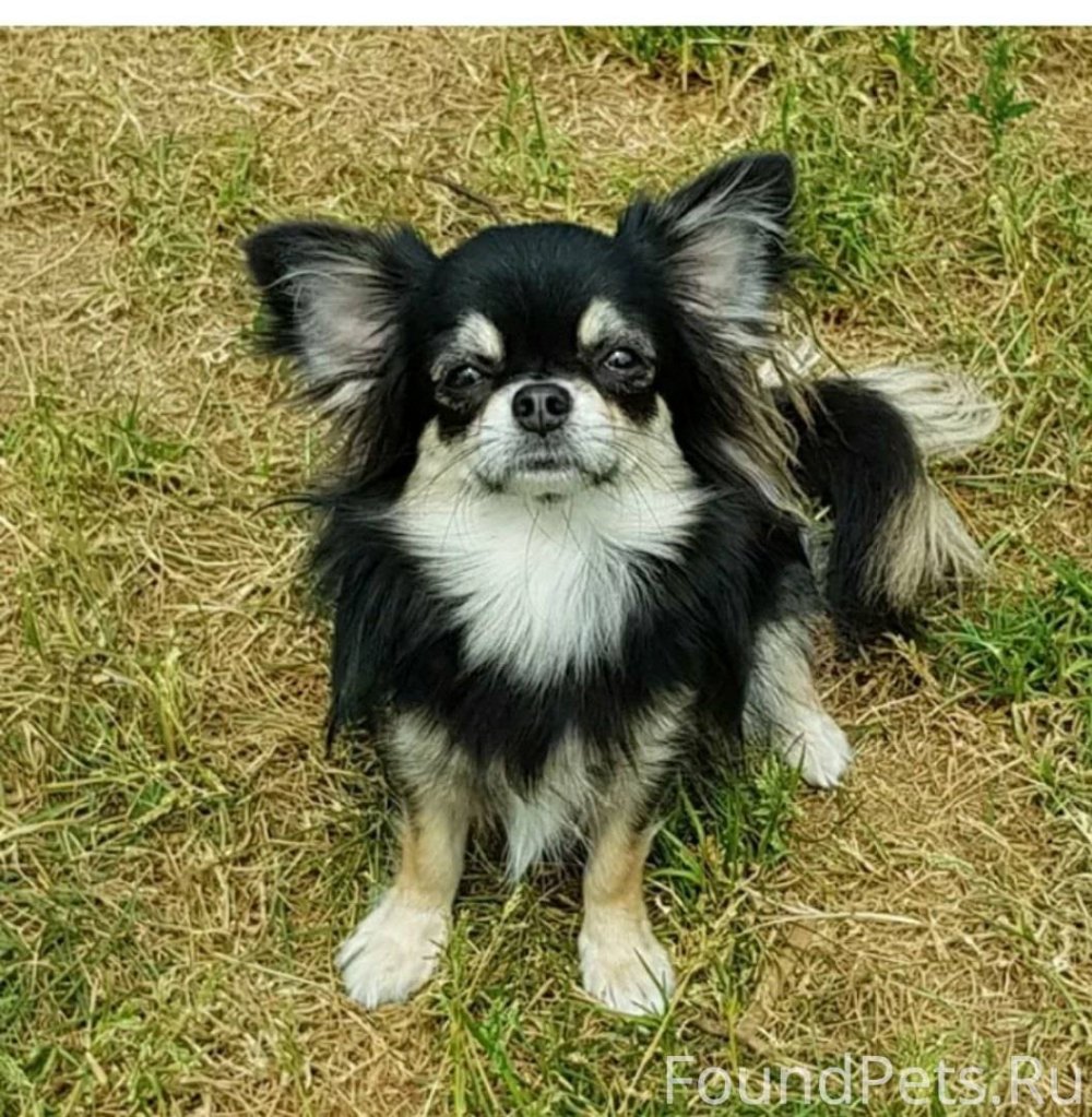 Длинношерстный чихуахуа черный подпалый