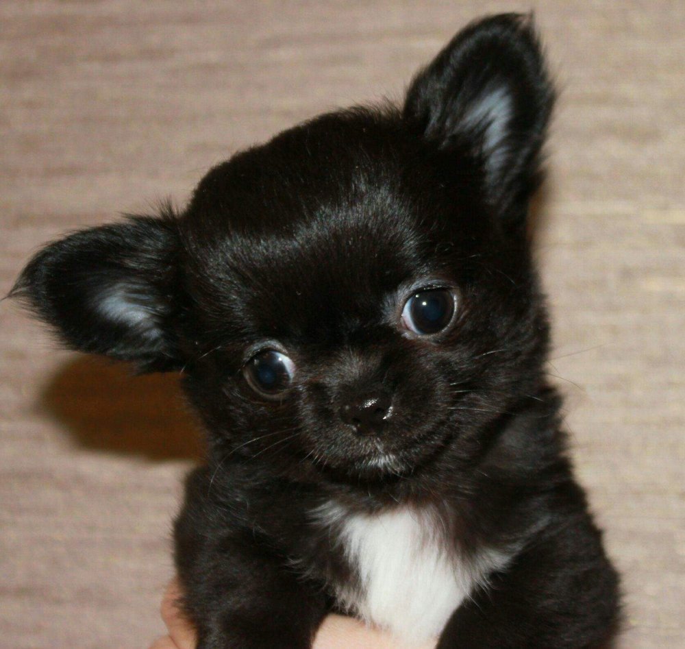 Чихуахуа длинношерстные черные че