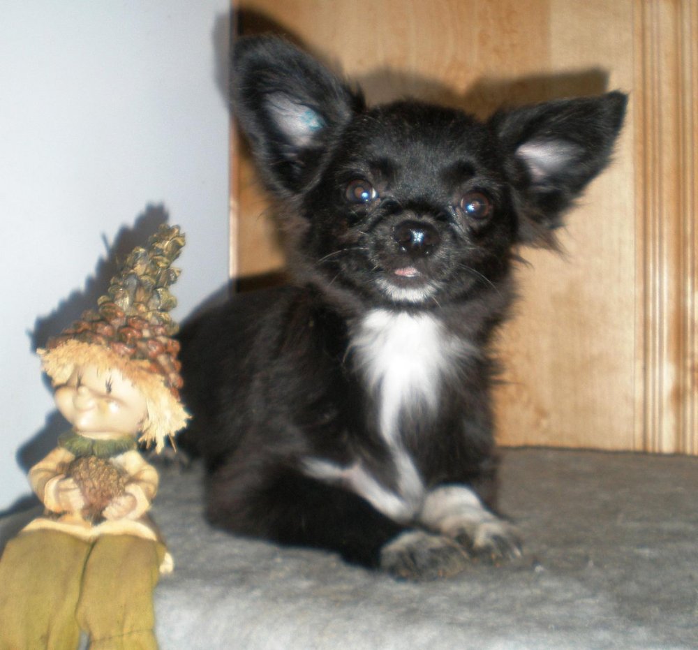 Чихуахуа длинношерстный черный