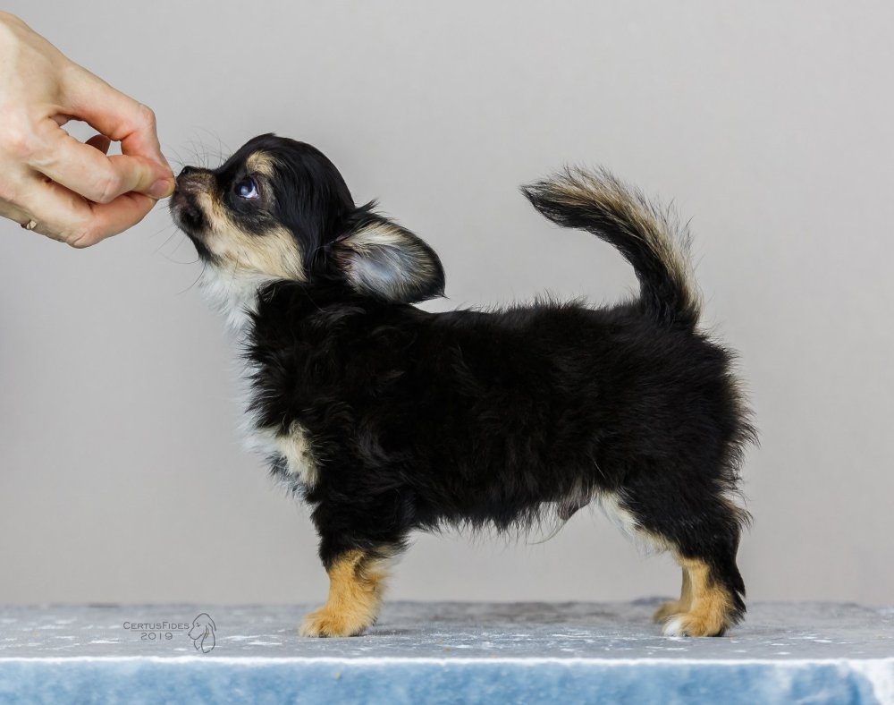 Длинношерстный чихуахуа черный подпалый