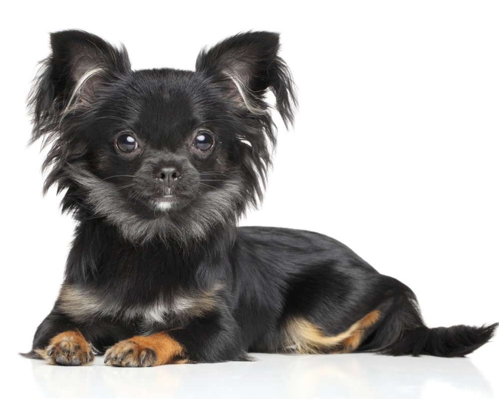 Чихуахуа черно подпалый длинношерстный