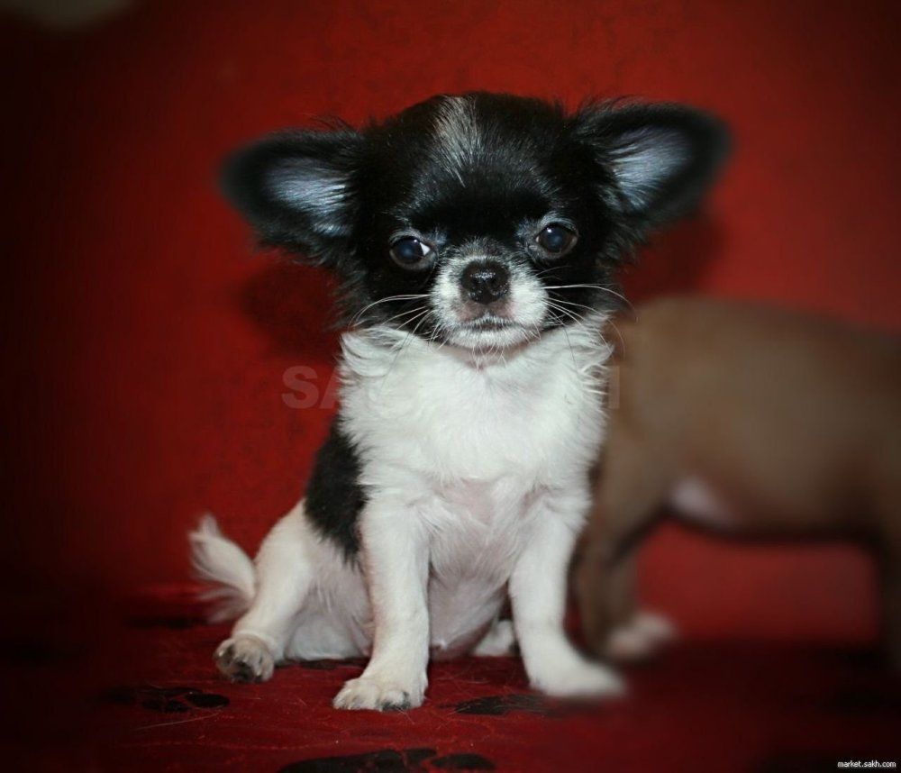 Чихуахуа Бэйби фэйс