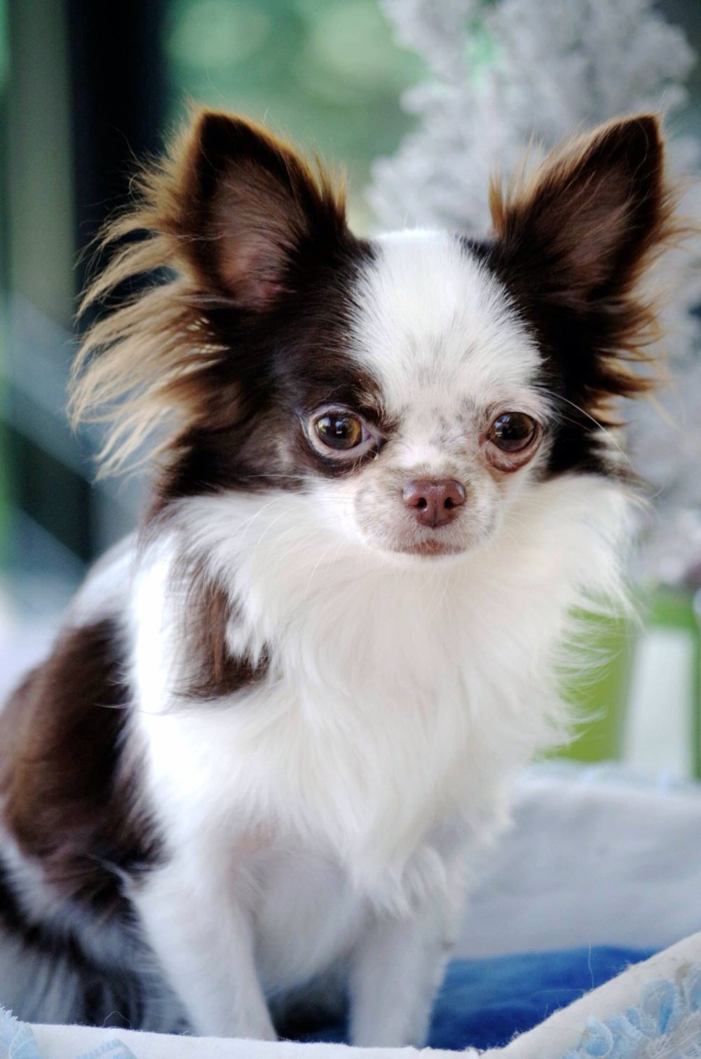 Чихуахуа длинношерстные