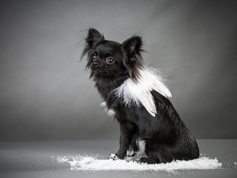 Чихуахуа длинношерстный черный