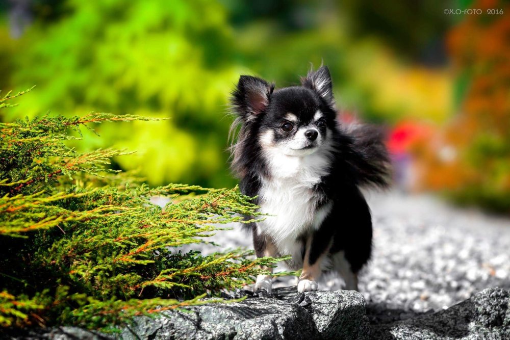 Чихуахуа длинношерстные Коби