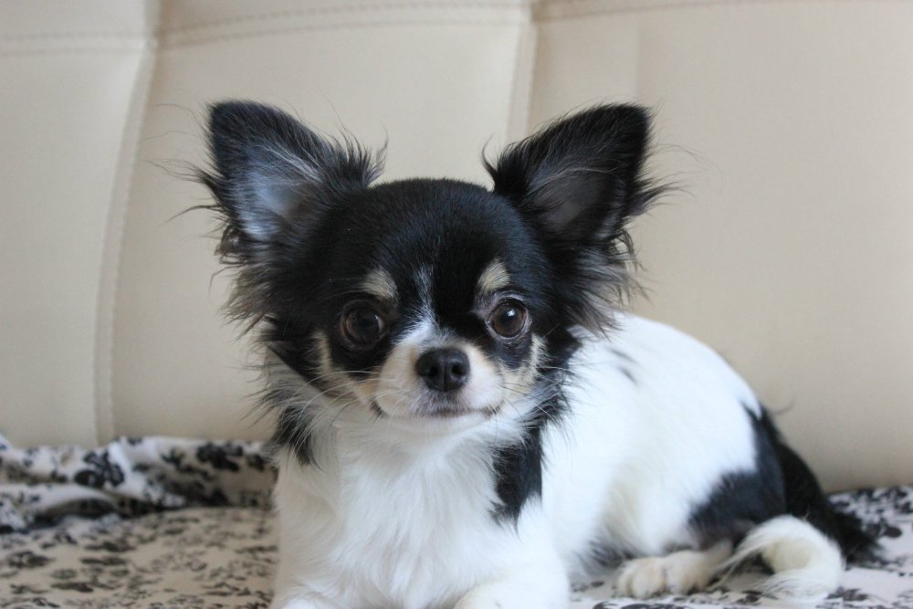 Чихуахуа окрас Панда длинношерстный