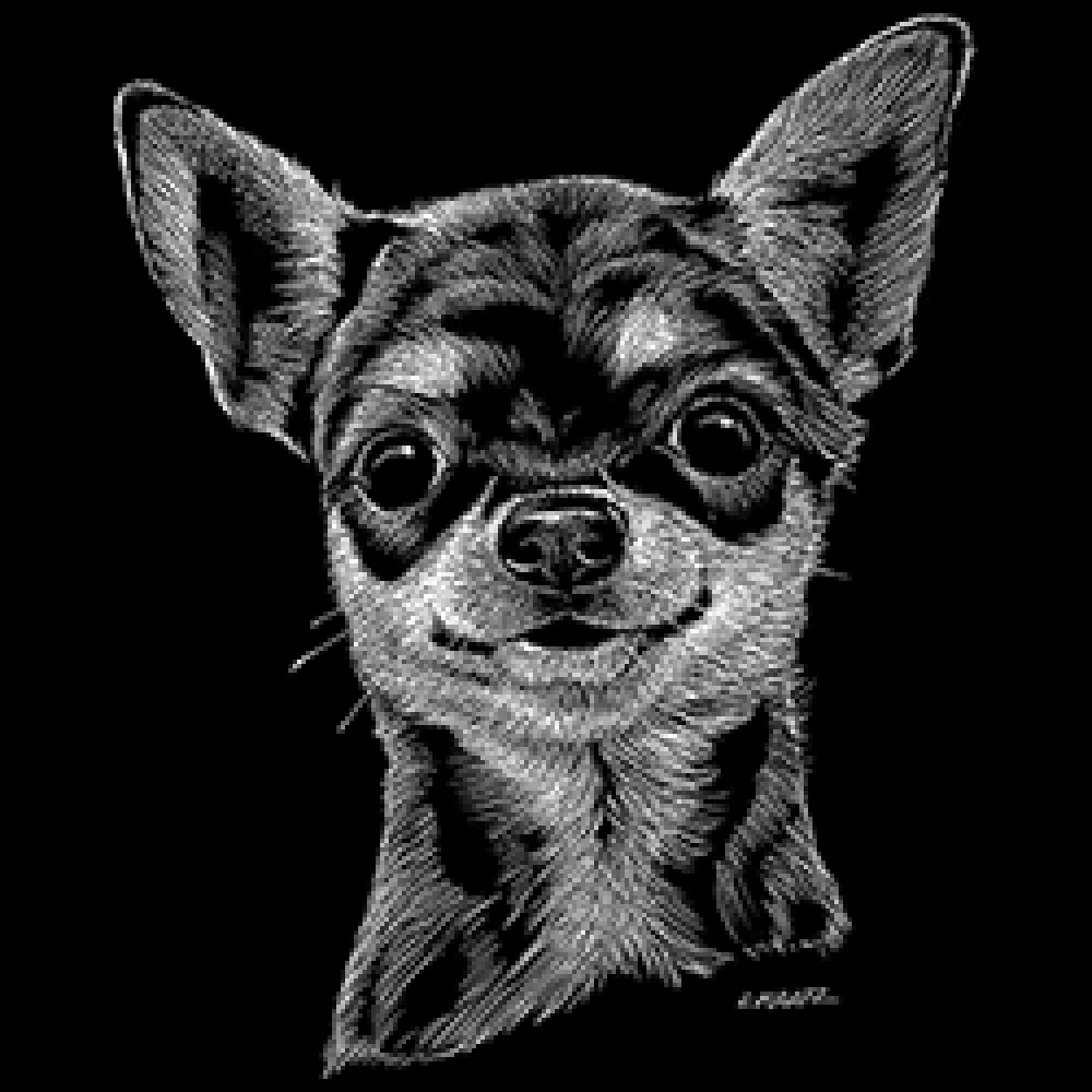 Морда чихуахуа