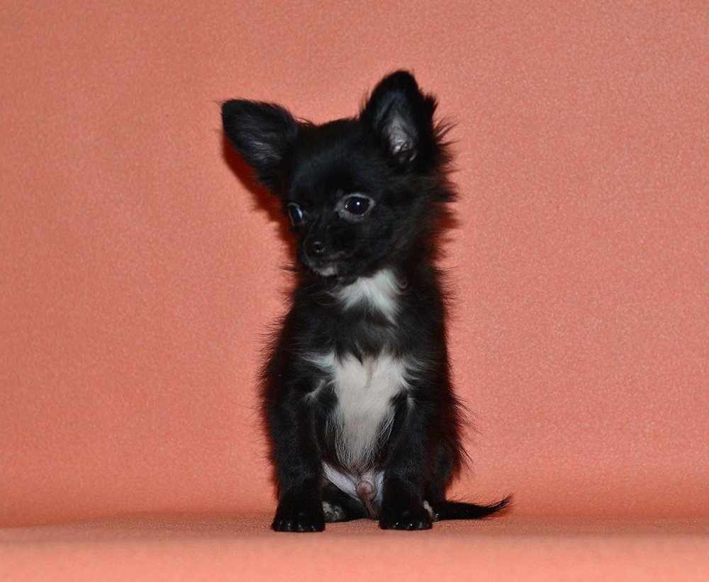 Чихуахуа черный длинношерстный щенок