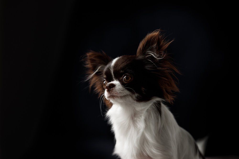 Папильон длинношерстный белый