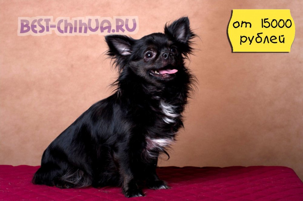 Чихуа длинношерстная черная