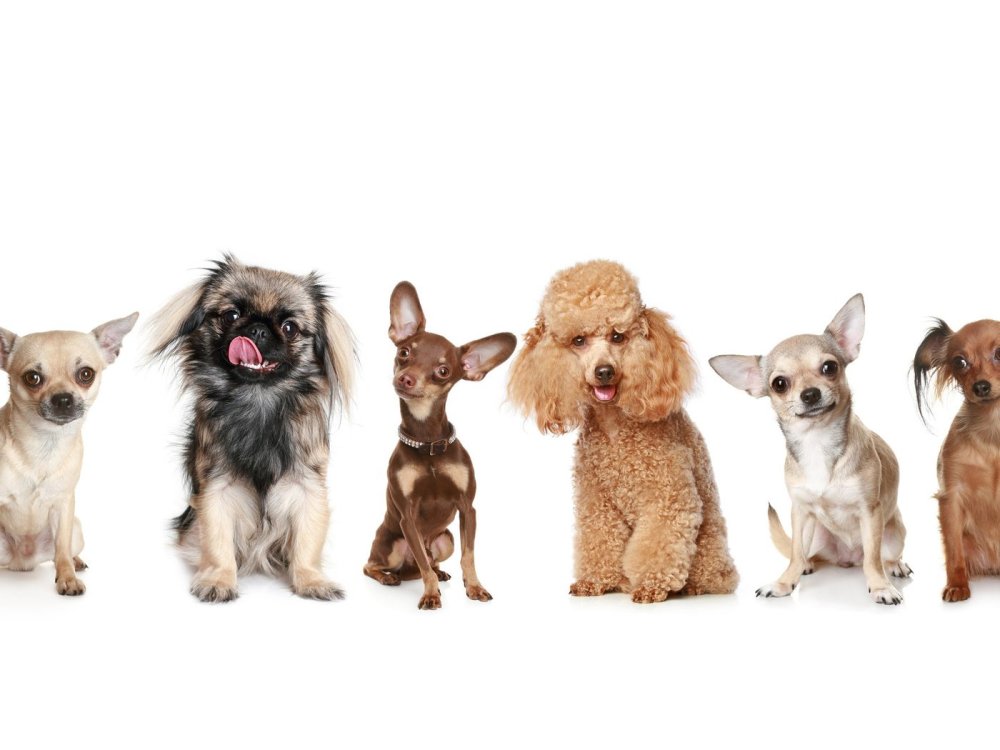 Той терьер пудель