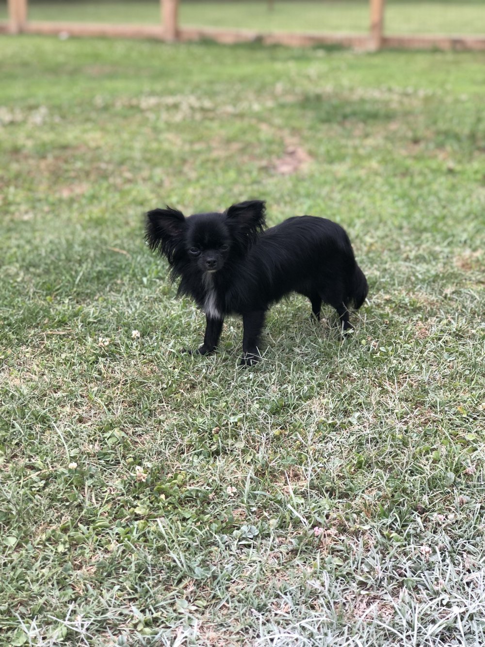 Чихуахуа длинношерстный черный