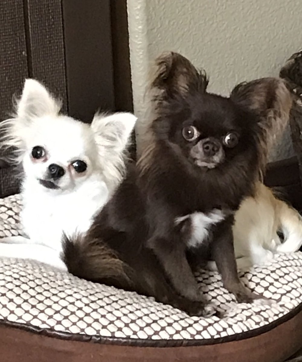 Чихуахуа длинношерстный черный