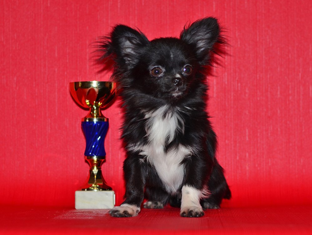 Чихуахуа мини длинношерстные чёрные