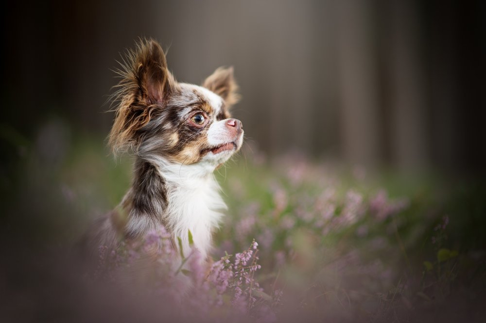 Чихуахуа Гир