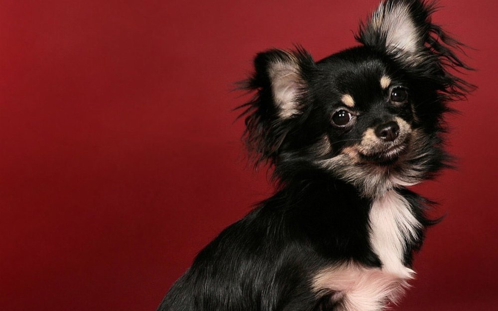 Мексиканский чихуахуа длинношерстный