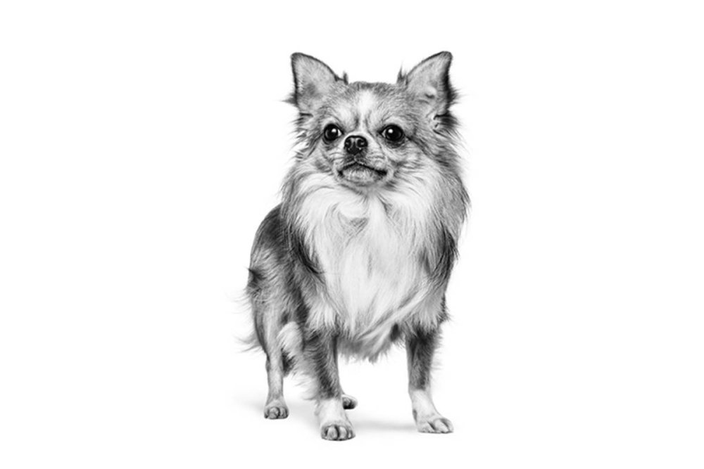 Раскраски собаки чихуахуа длинношерстная