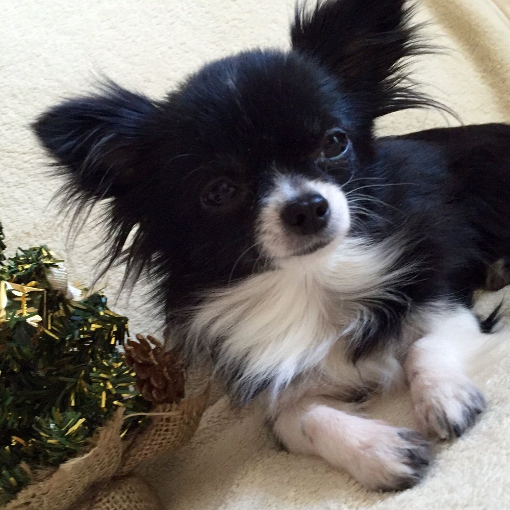 Чихуахуа длинношерстные подпалый