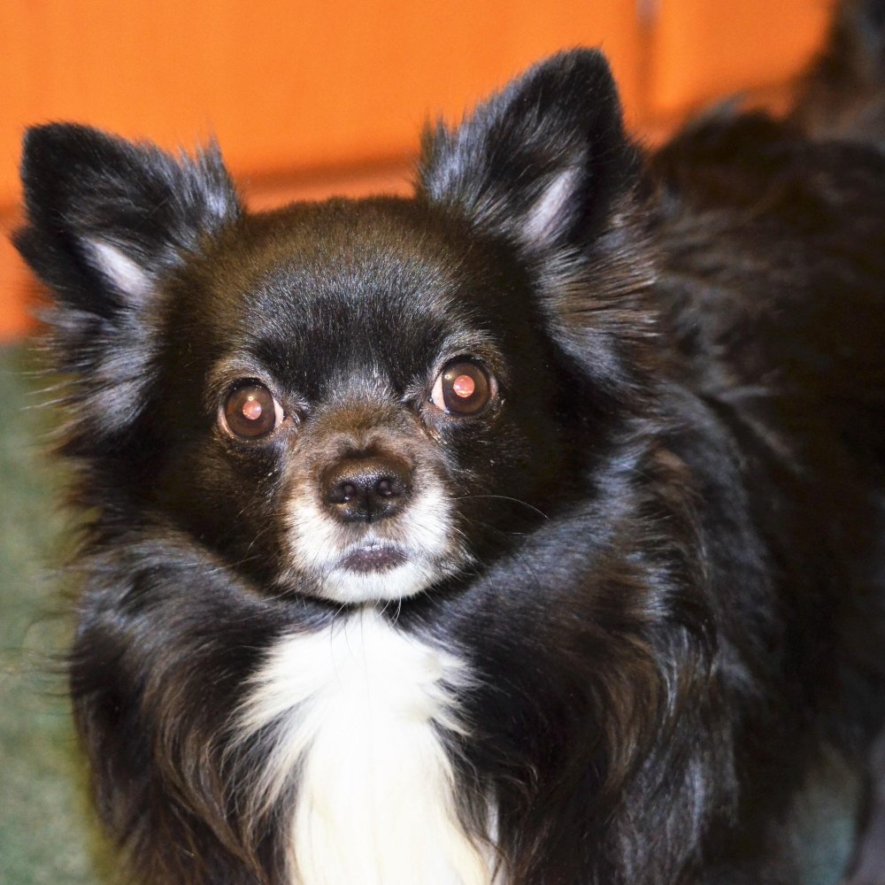 Чихуахуа длинношерстный черный