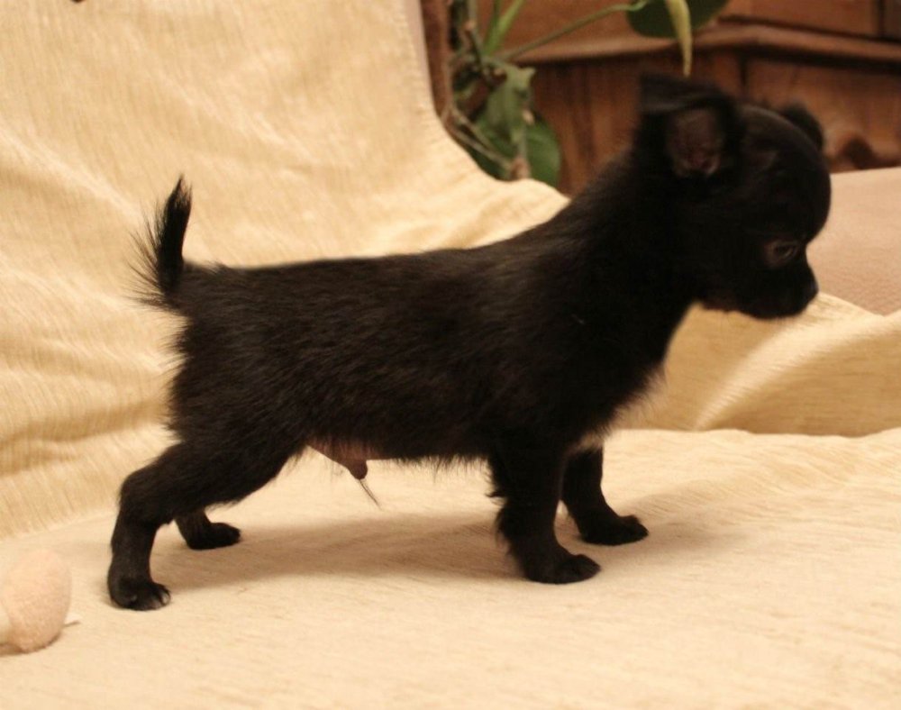 Чихуахуа мини длинношерстные чёрные