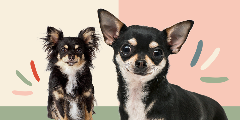 Черный той смешанный с чихуа