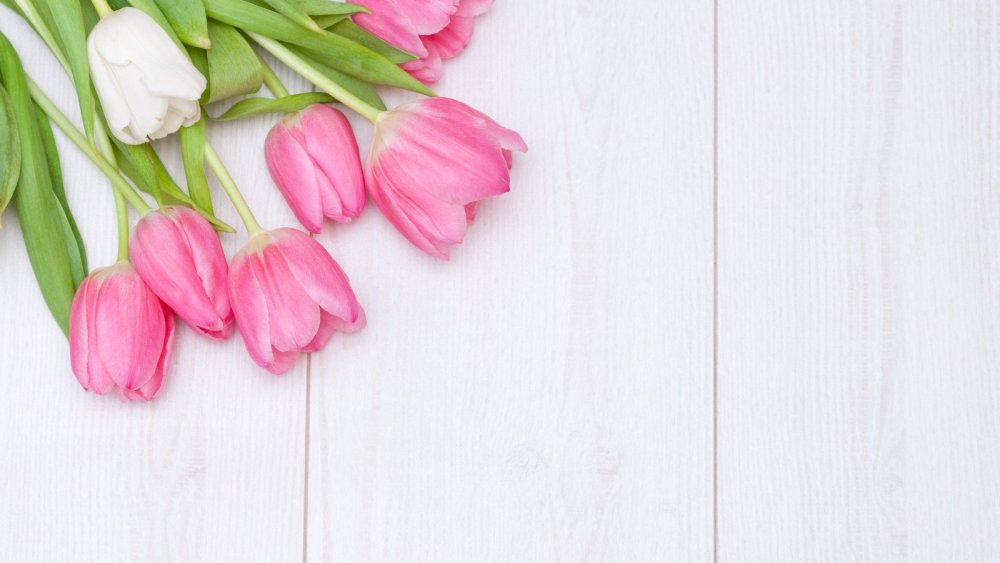 Нежный фон с тюльпанами