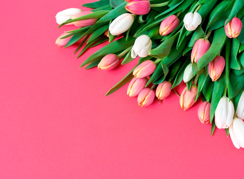 Букет тюльпанов на розовом фоне