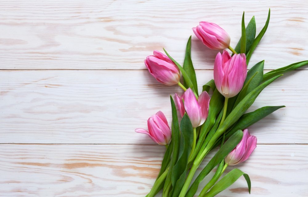 Тюльпаны светлые