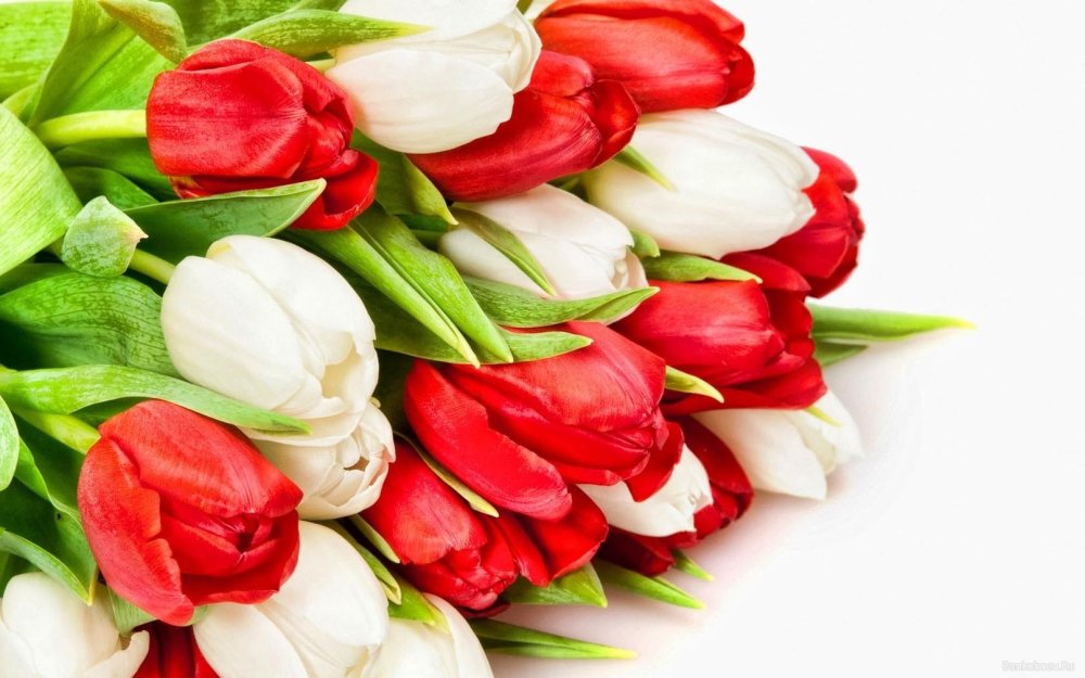 Красно белые тюльпаны